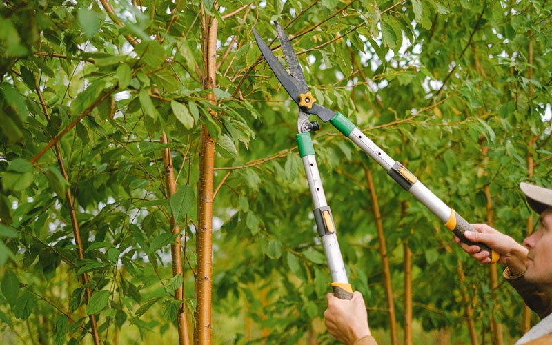Tree trimming in Rapidan, VA